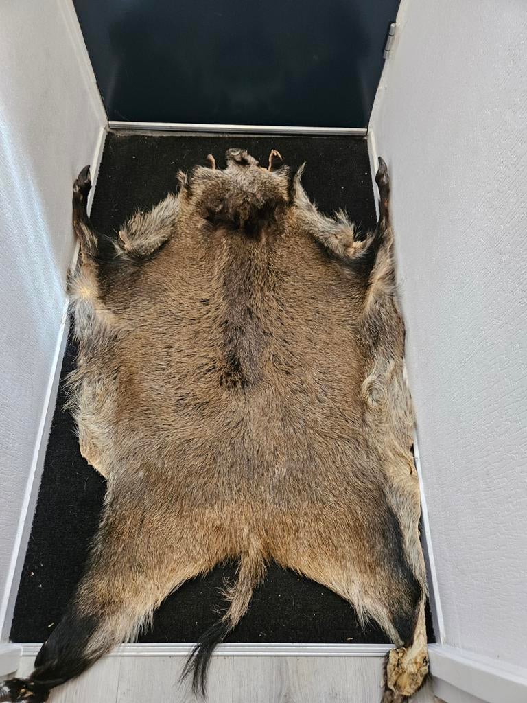 Wild zwijn vacht / tapijt, Ophalen