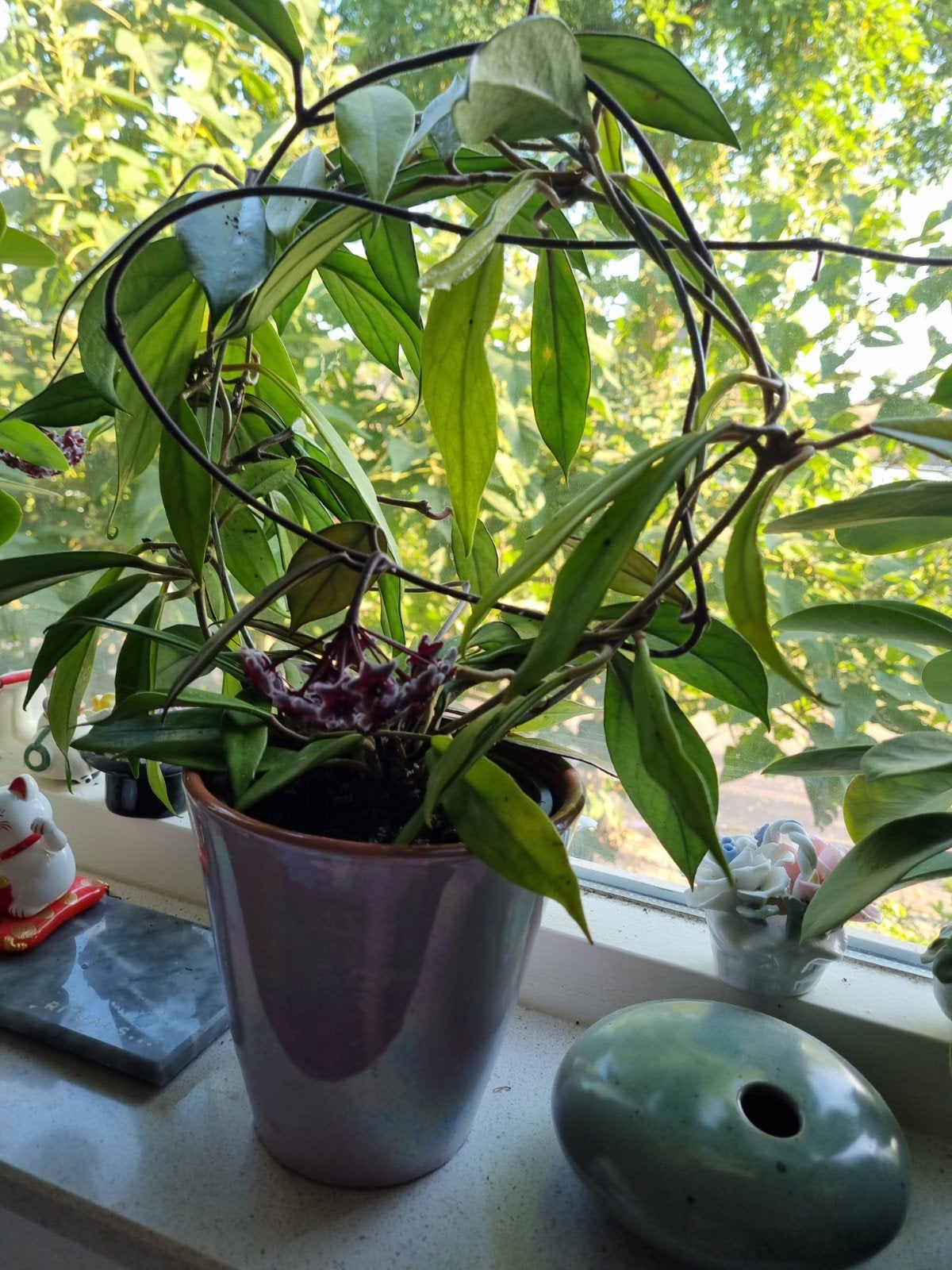 hoya plant, Ophalen, Halfschaduw, In pot, Minder dan 100 cm