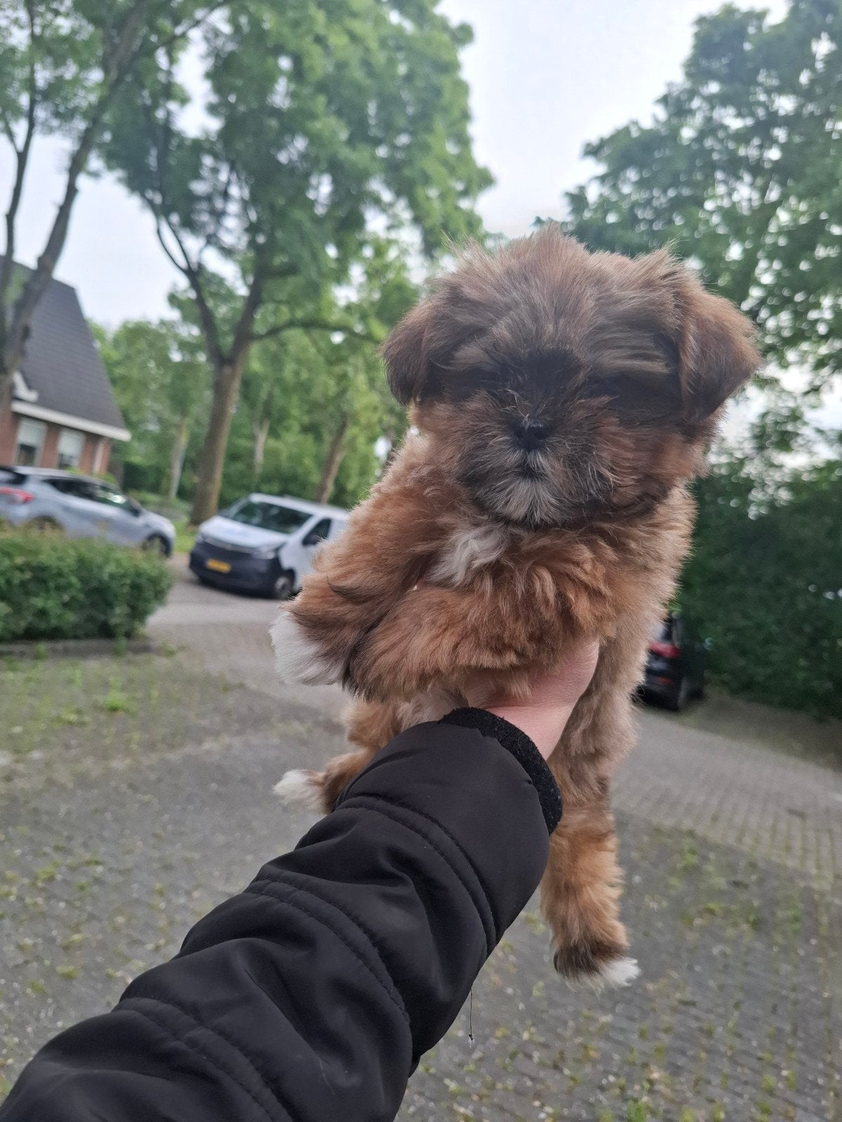 Hond, 8 tot 15 weken, Parvo, Eén hond, Nederland
