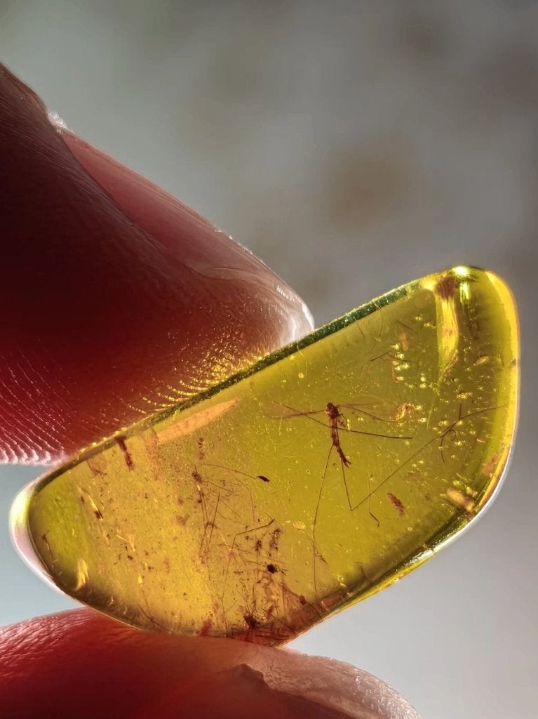 Birmees Amber met insluiting van Diptera muskiet (P), Verzenden, Fossiel