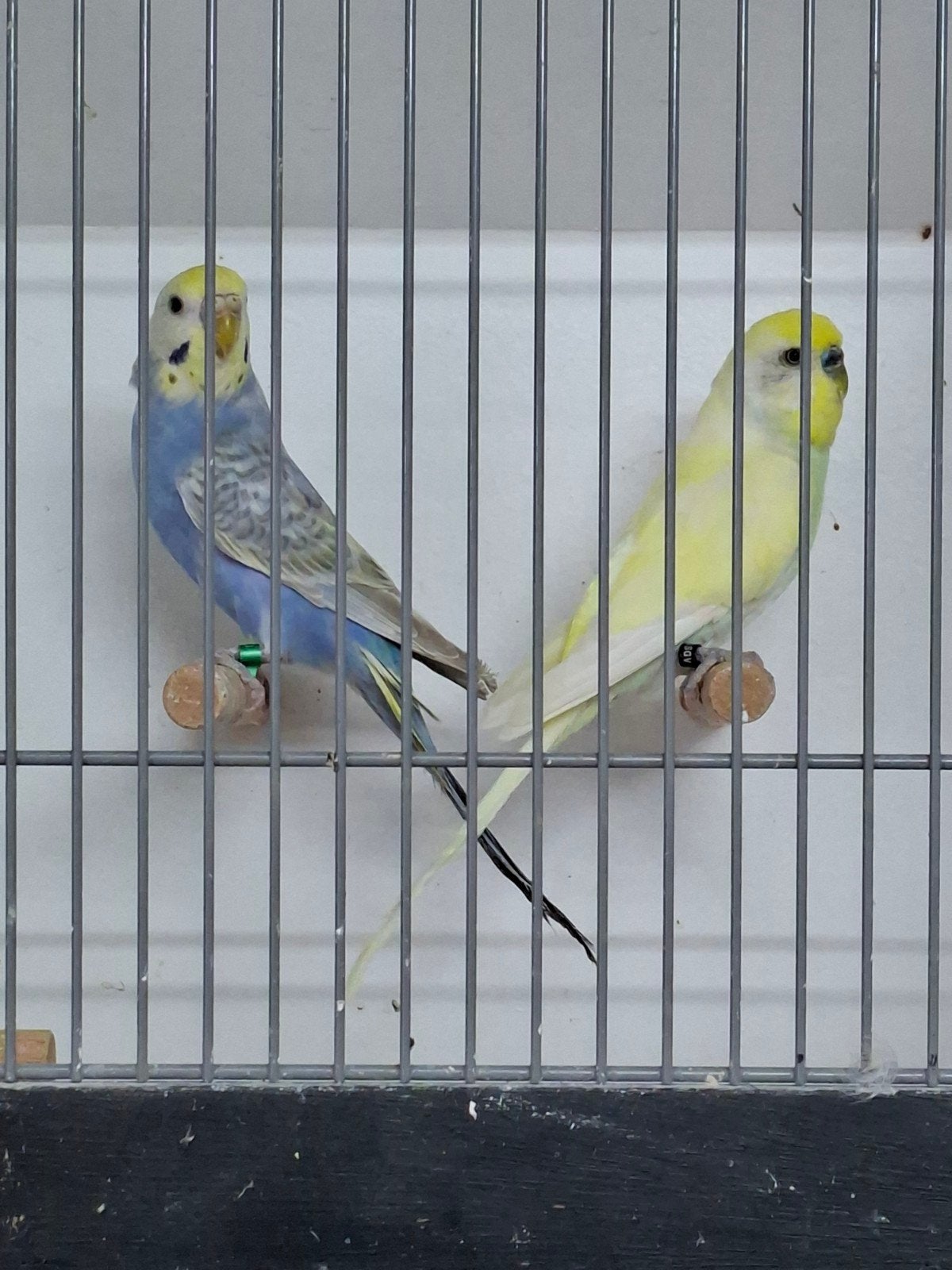 Mooi koppel regenboog parkieten, Dieren en Toebehoren, Vogels | Parkieten en Papegaaien, Meerdere dieren, Parkiet