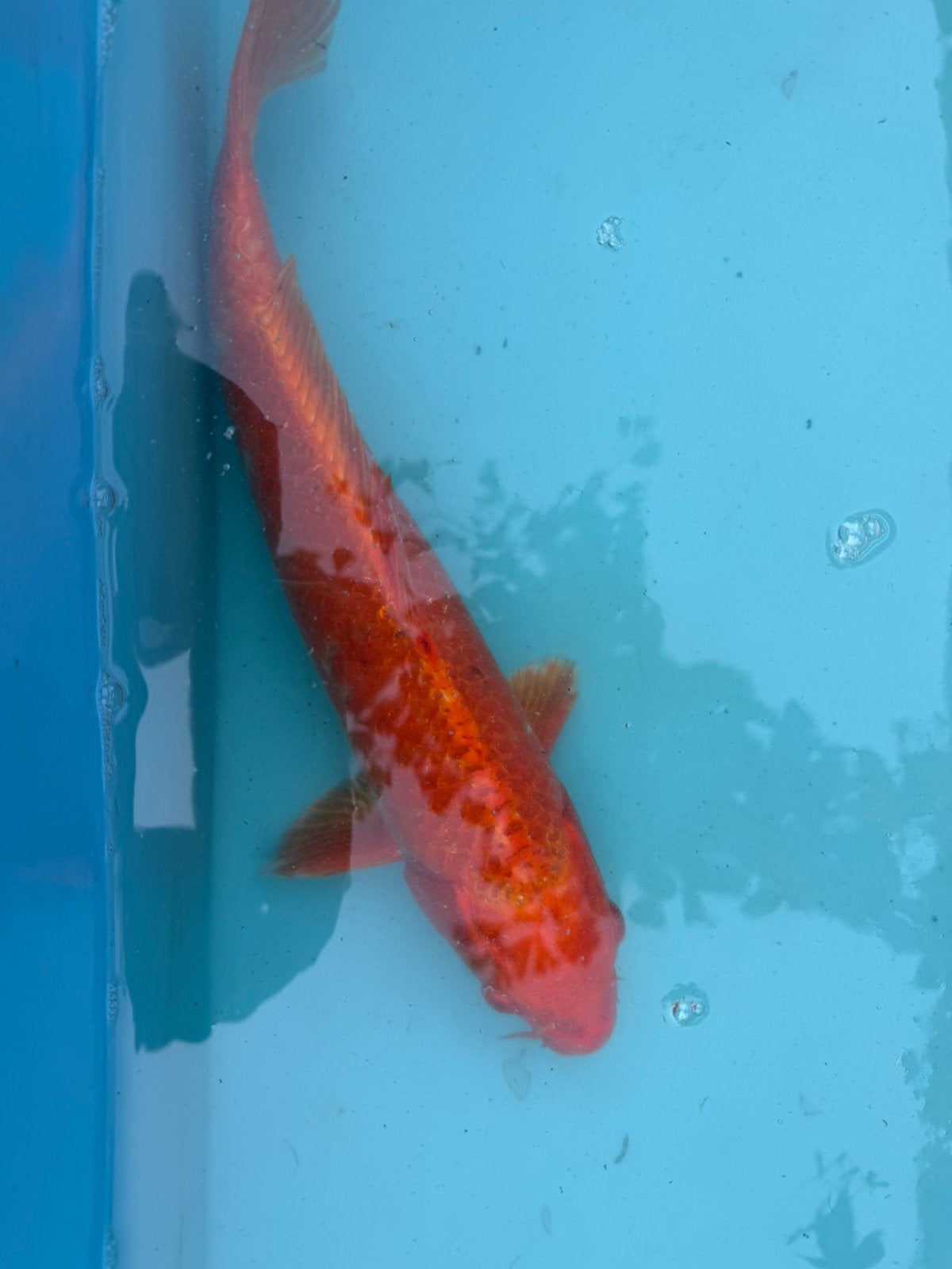 Benigoi koi, Dieren en Toebehoren, Vissen | Vijvervissen, Karper of Koi