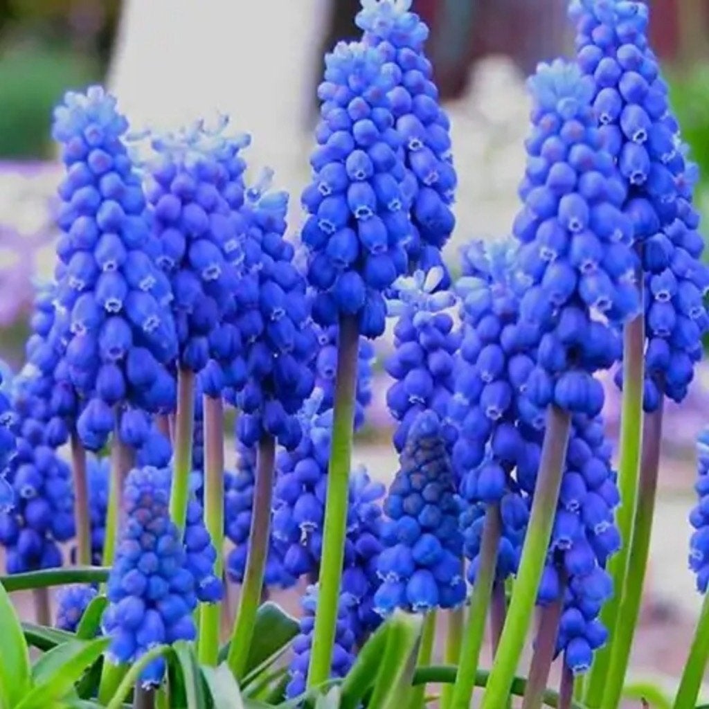 Blauwe druifjes 150 bollen €10, Ophalen of Verzenden, Voorjaar, Volle zon, Bloembol