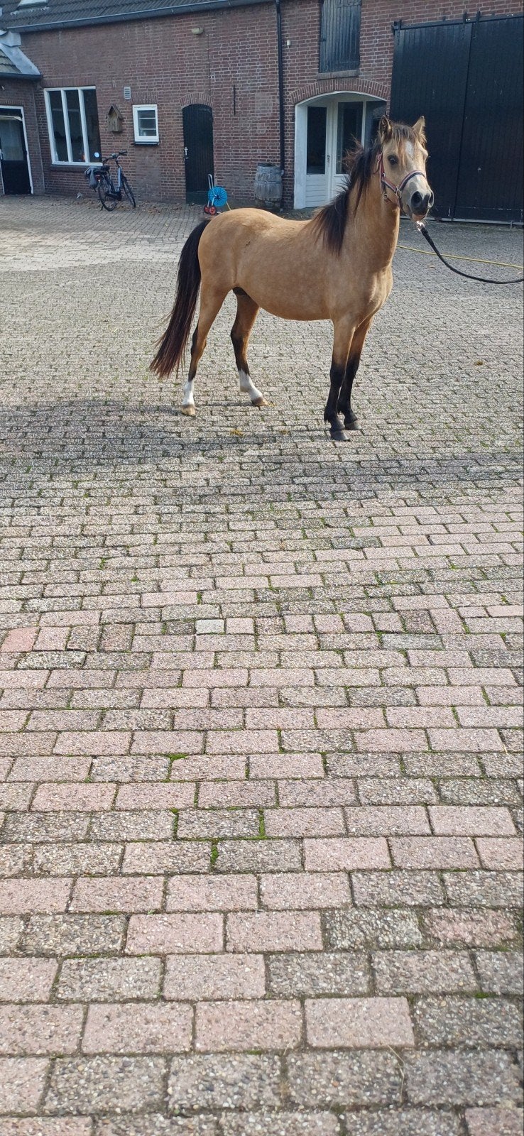 2,5 jarige hengsten en Palomino hengst, Dieren en Toebehoren, Hengst, B pony (1.17m tot 1.27m), 3 tot 6 jaar