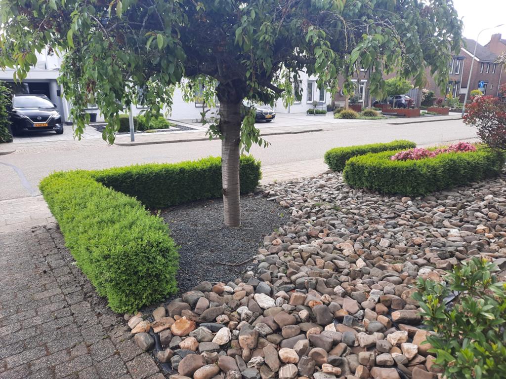 Buxus haag (22m lang, 30cm hoog) - Gratis zelf uitgraven, Vaste plant, Bloeit niet, Halfschaduw, Ophalen