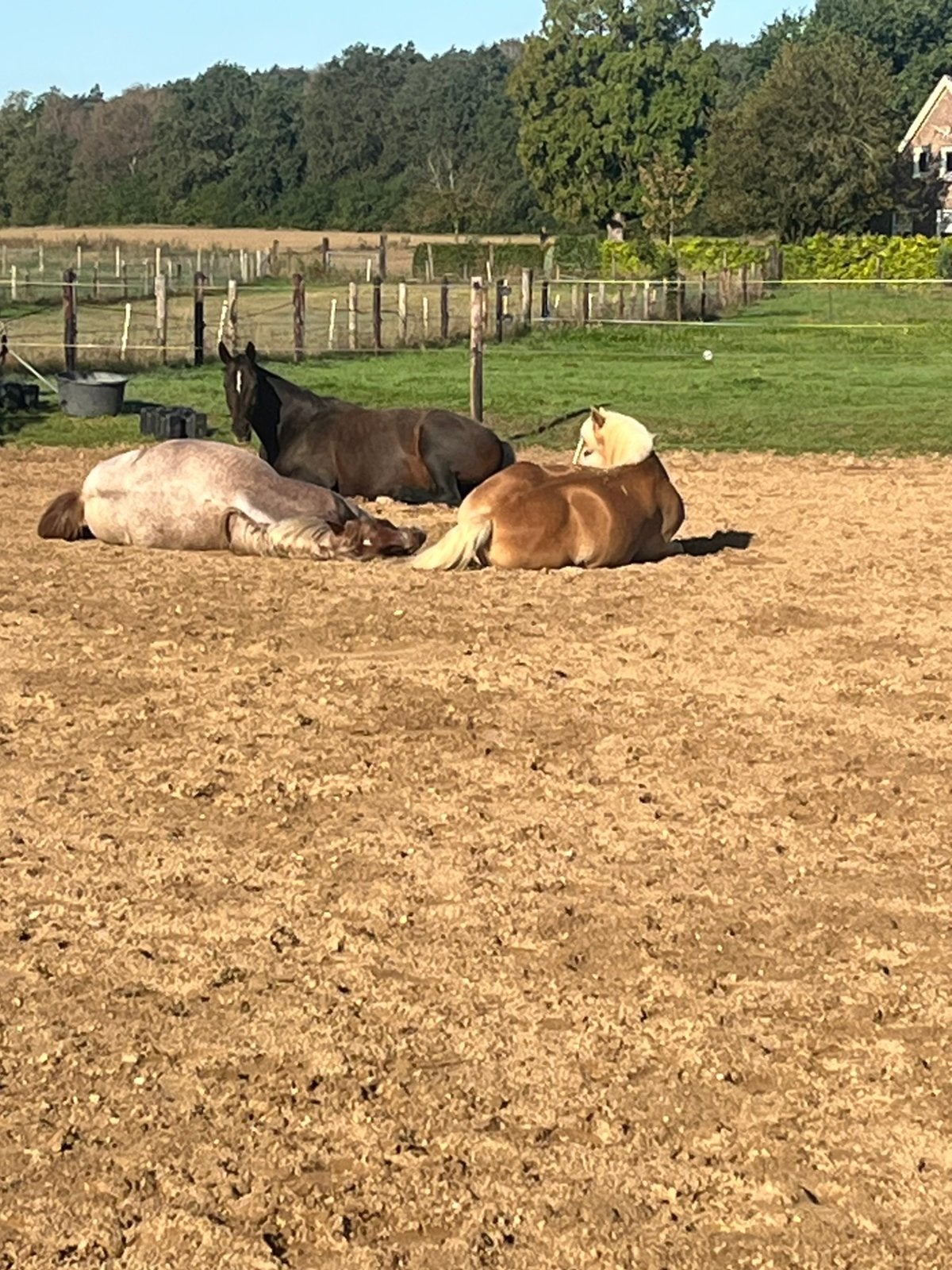 Pensionplekje vrij per 1 okt voor ruin of merrie, Dieren en Toebehoren, Weidegang, 1 paard of pony