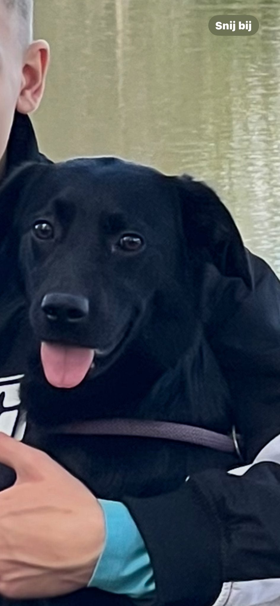 Honden opvang voor de vakantie, Ophalen, Overige typen