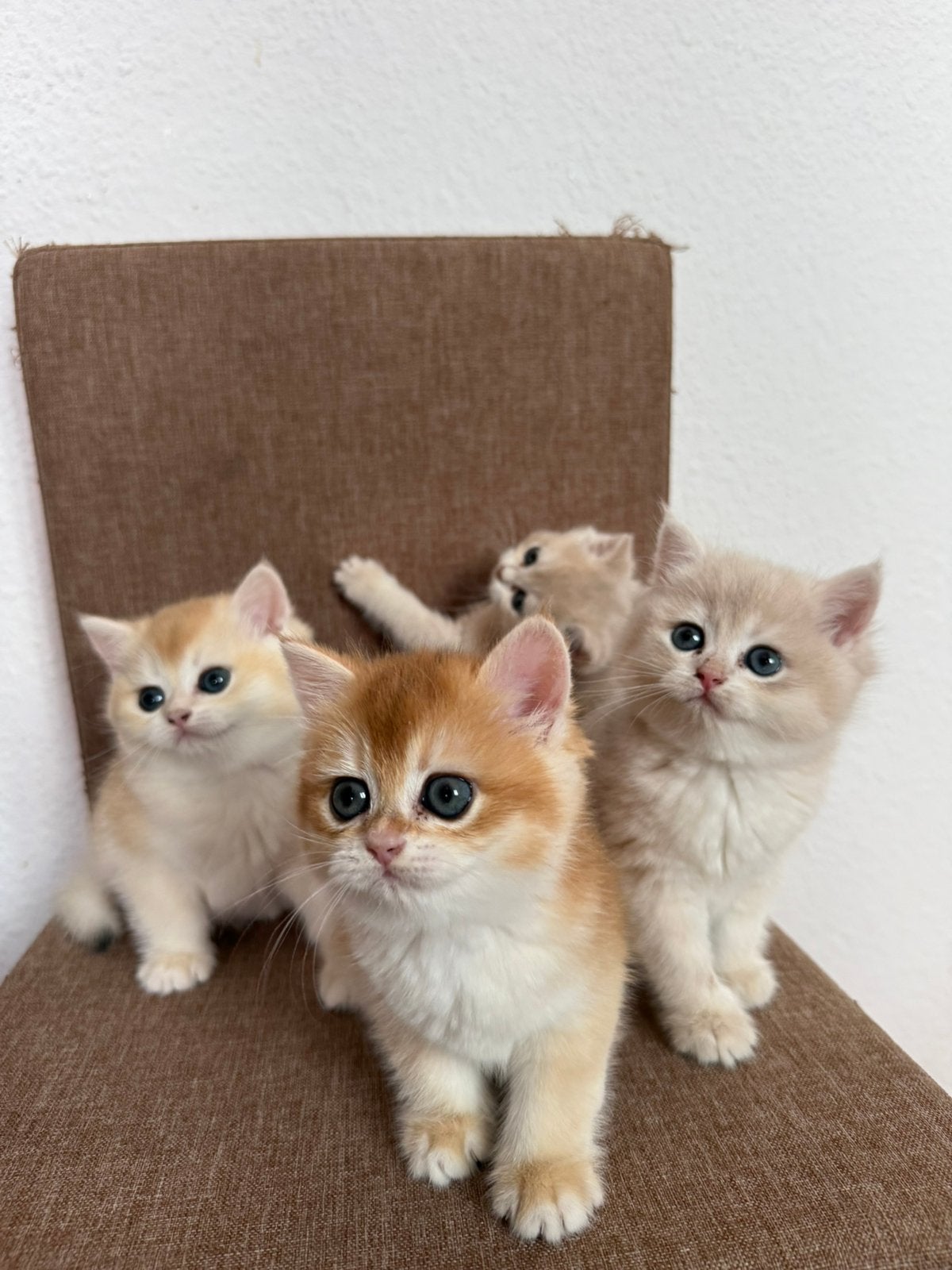 Britse Korthaar kittens 🐱, Poes