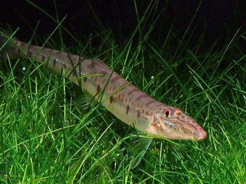 2x paardenkopzandhapper, Dieren en Toebehoren, Vissen | Aquariumvissen
