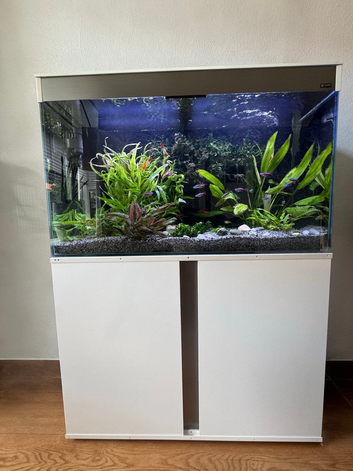 Aquarium 100 cm “Ciano” compleet: kast, CO2, JBL filter, LED, Ophalen, Gebruikt, Overige merken, Gevuld zoetwateraquarium