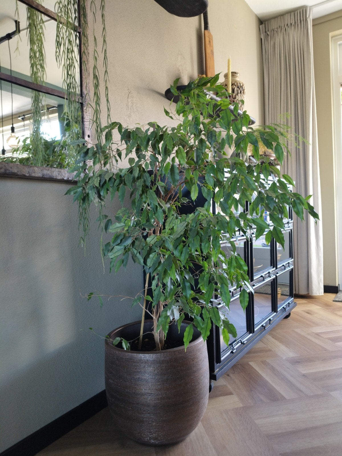 Ficus inc pot, Ophalen, Volle zon, Overige soorten, Minder dan 100 cm