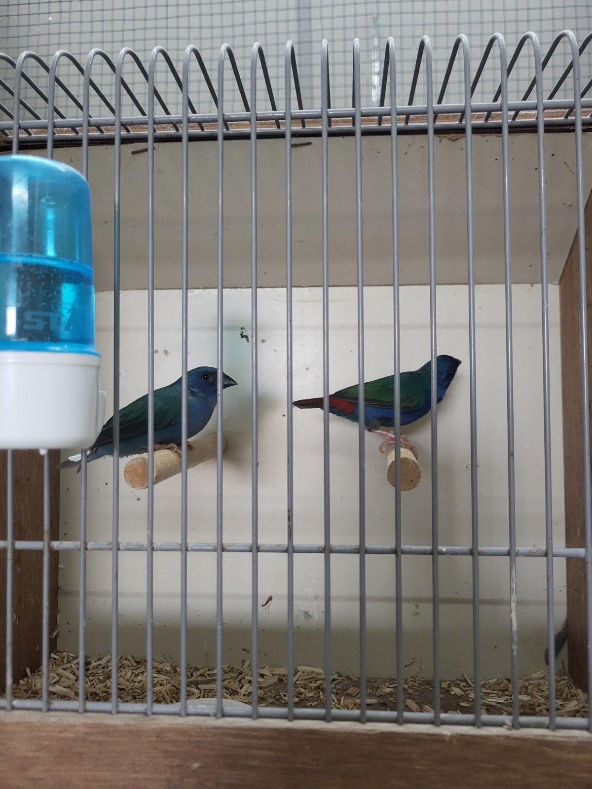 koppel forbes papegaaiamadines, Dieren en Toebehoren, Vogels | Overige Vogels, Meerdere dieren