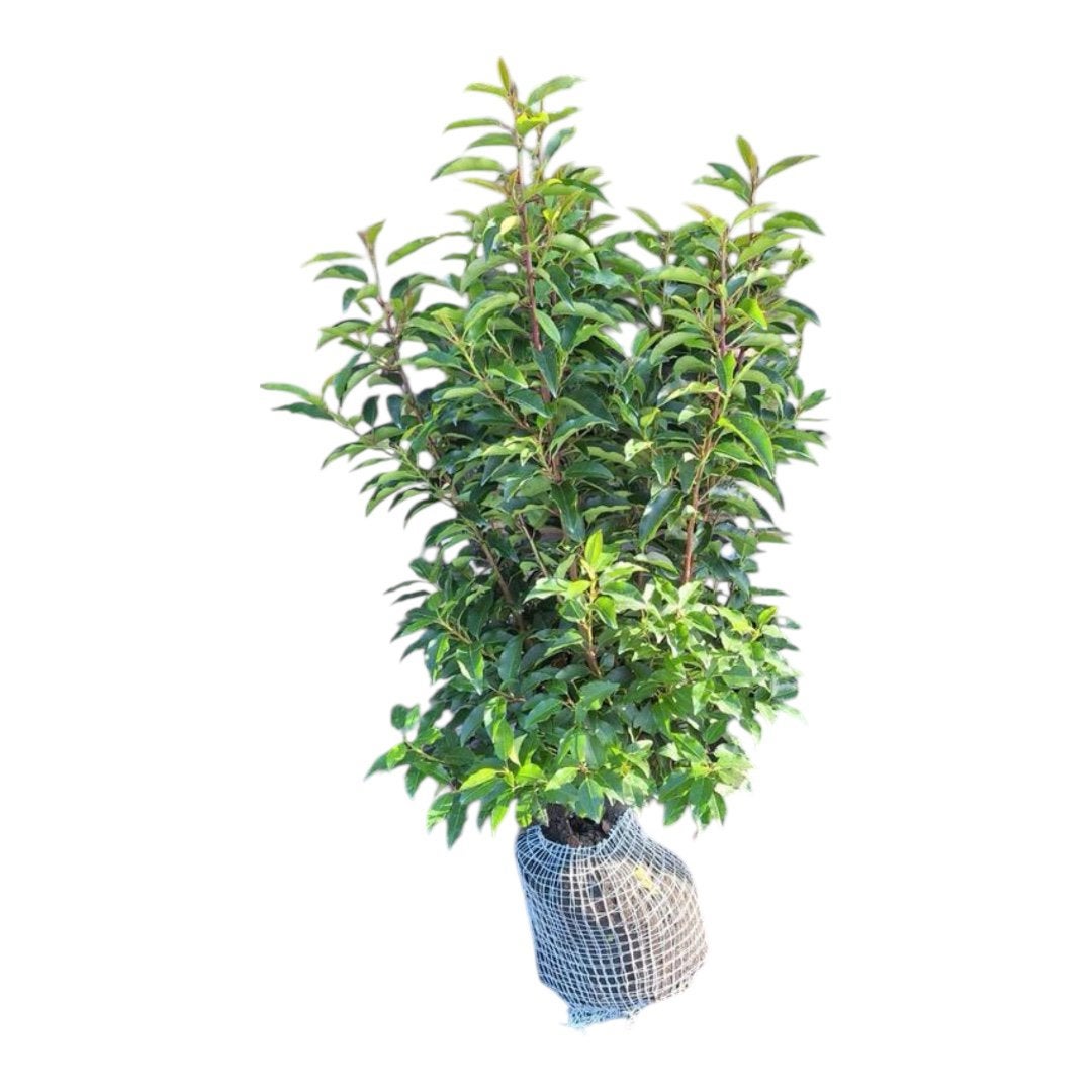 Portugese laurier, Ophalen of Verzenden, Laurier, 100 tot 250 cm