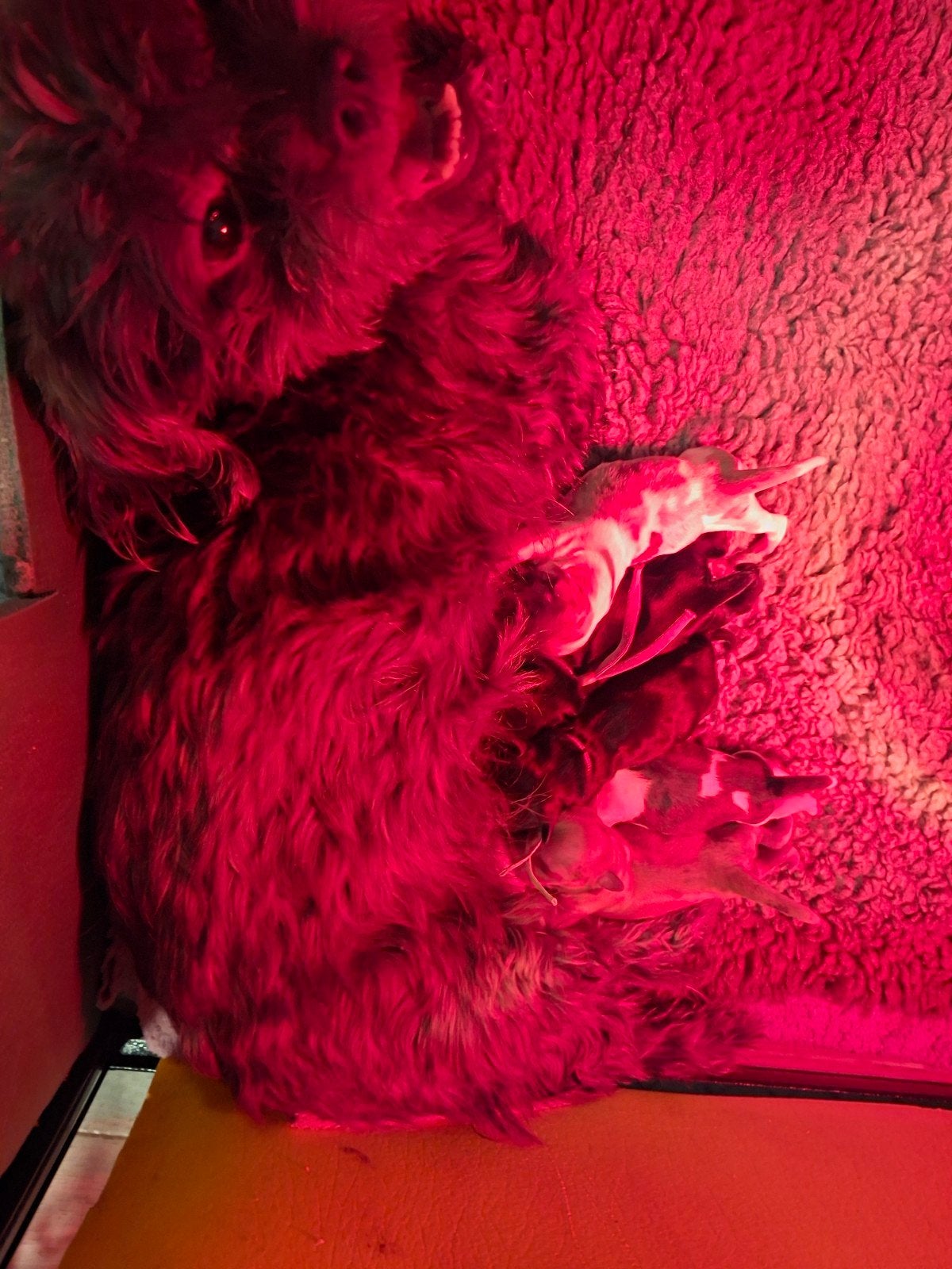 shih tzu puppies, Overige rassen, 8 tot 15 weken, Meerdere, Meerdere dieren