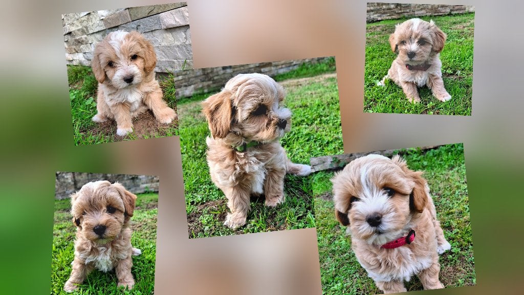 Maltipoo pups, Overige rassen, 8 tot 15 weken, Meerdere dieren, Eén hond