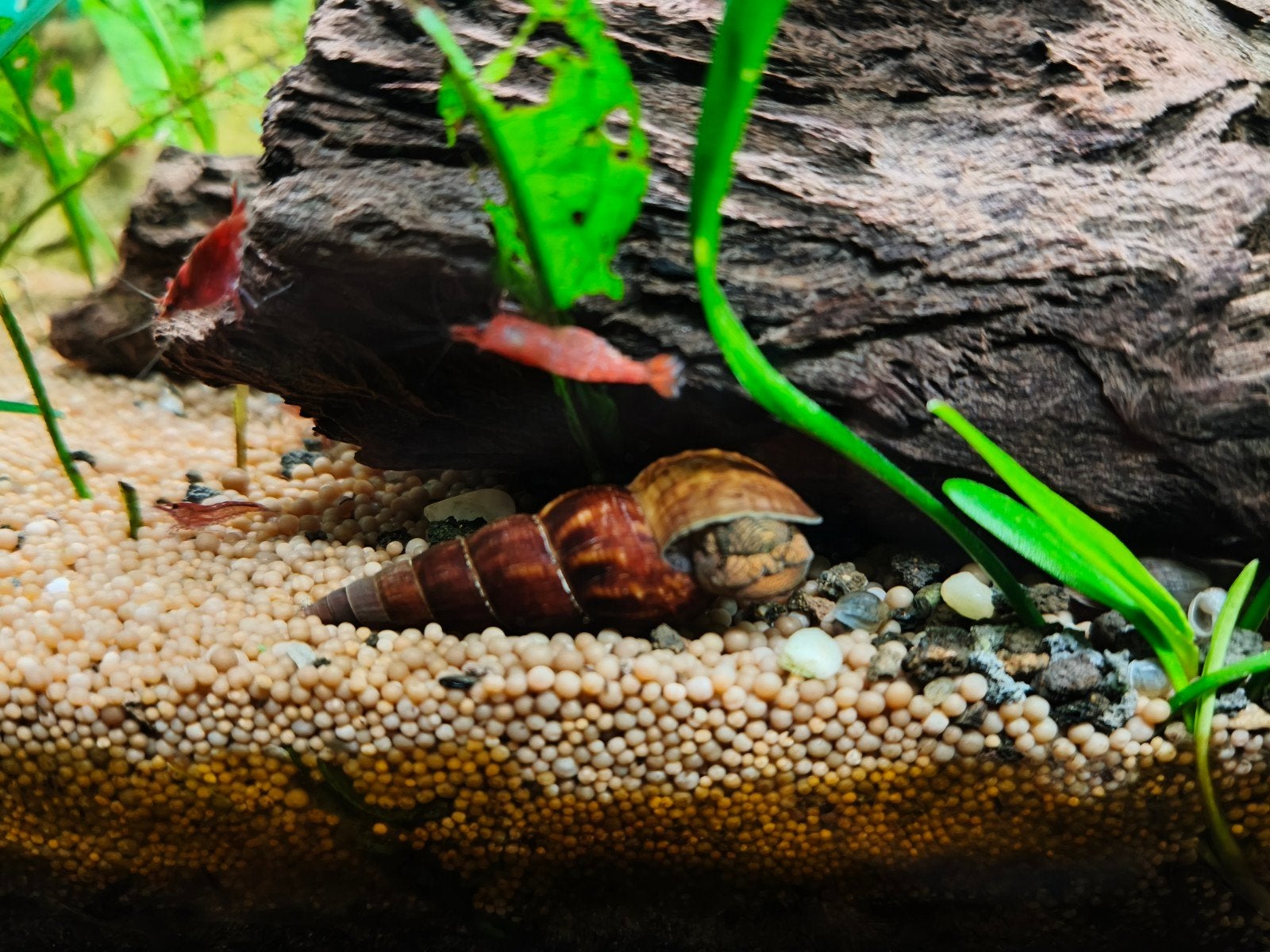 Jonge rabbit snails / tylomelania salawesi slakken, Dieren en Toebehoren, Slak of Weekdier, Zoetwatervis