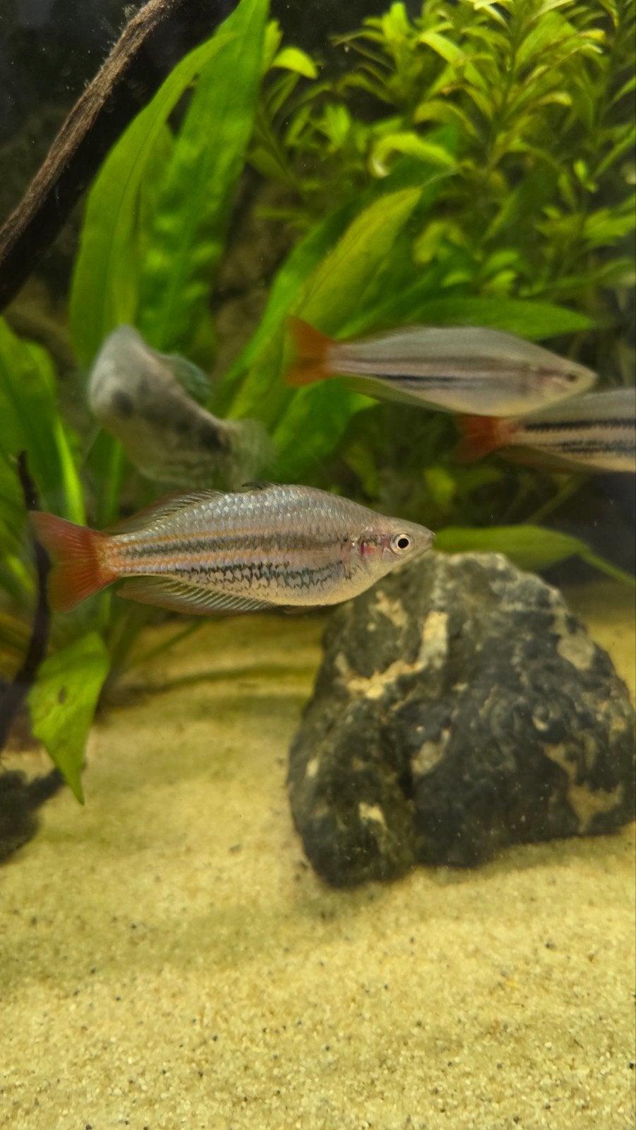 Aquarium  filter zand (250 liter bak), Dieren en Toebehoren, Vissen | Aquariumvissen, Vis