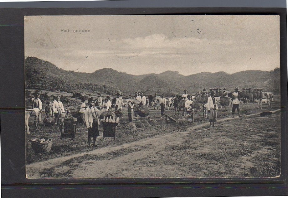 Ned Indië cutting Padi on the field  1905 (8-8), Ophalen, Voor 1920, Buiten Europa