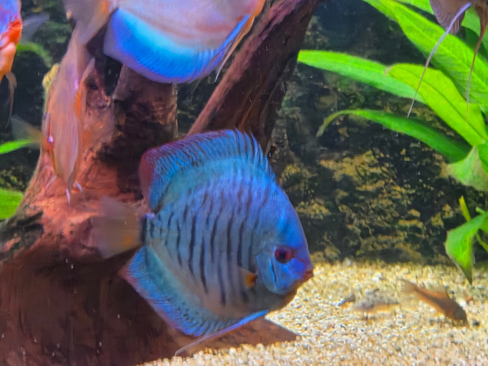 11 mooie discusvissen jumbo, Dieren en Toebehoren, Vis