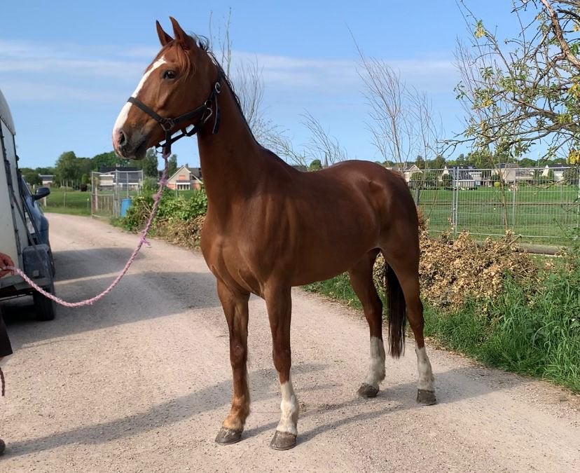 Prachtig menpaard, Merrie, Minder dan 160 cm, Met stamboom, Niet van toepassing