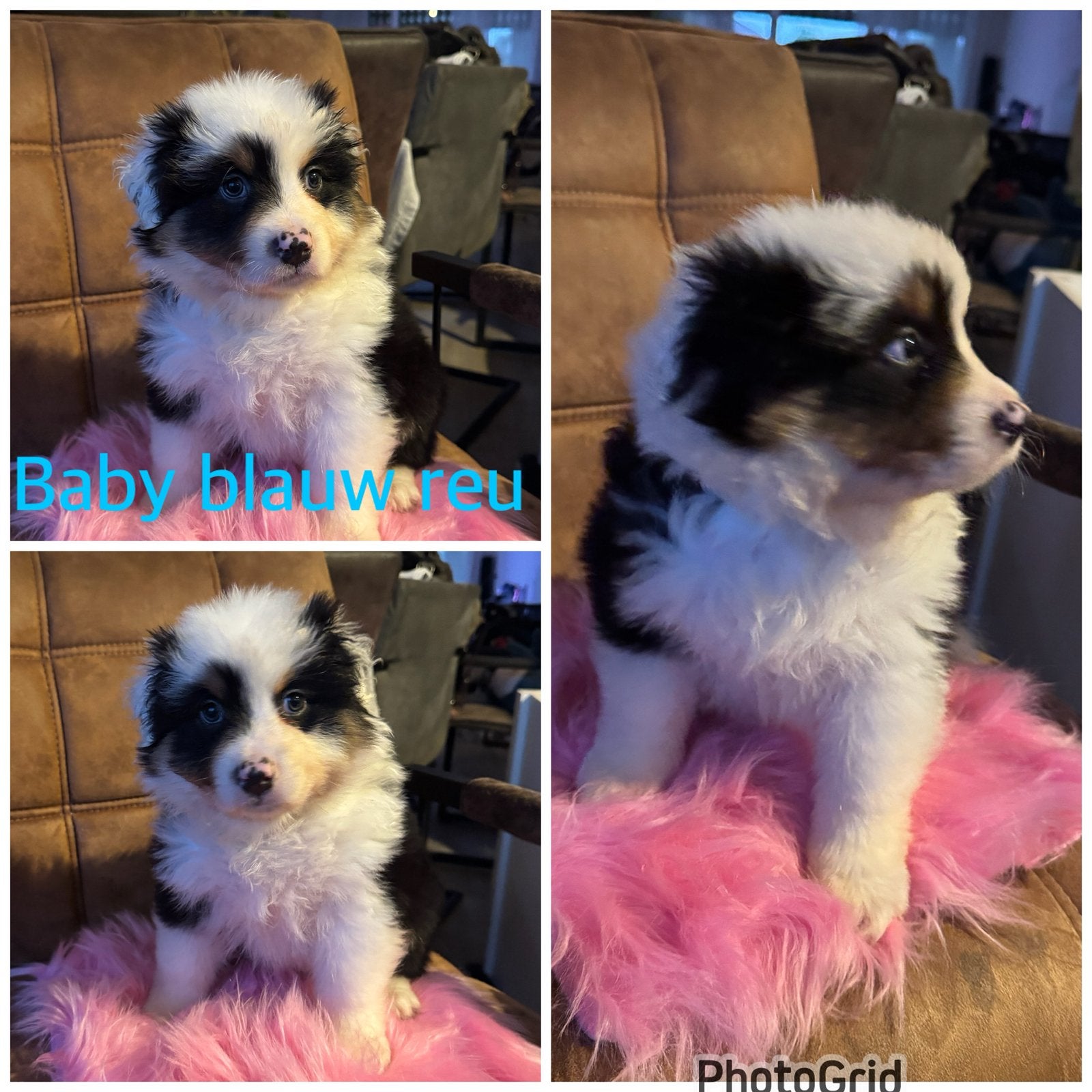 Australian shepherd pups geboren 18 april, 8 tot 15 weken, Parvo, Meerdere, Meerdere dieren