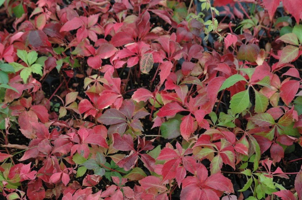 wingerd, Tuin en Terras, Planten | Tuinplanten, Ophalen, Vaste plant, Halfschaduw, Klimplanten