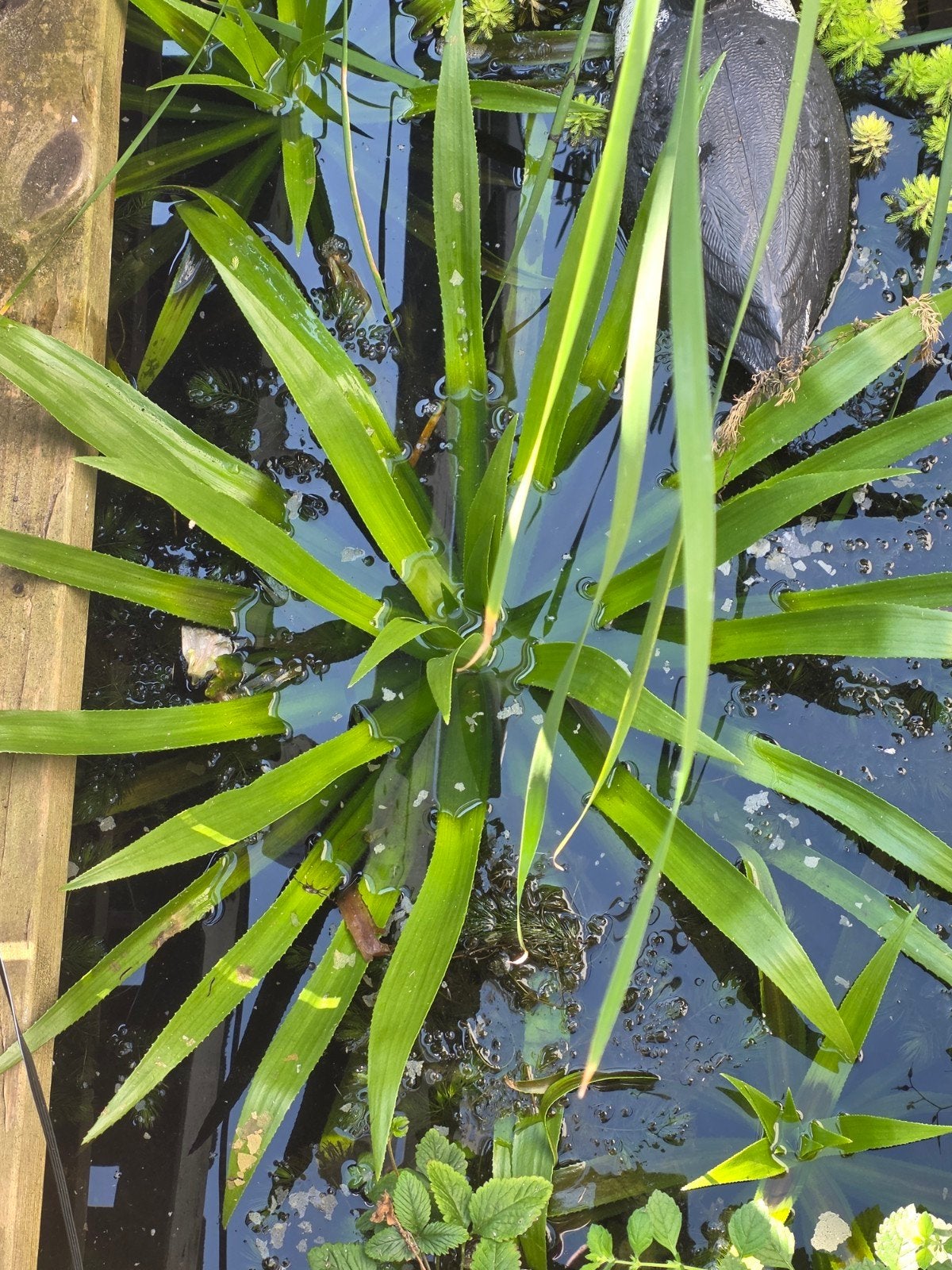 Waterplanten: Hoornblad, Vederkruid & Krabbenscheer, Ophalen