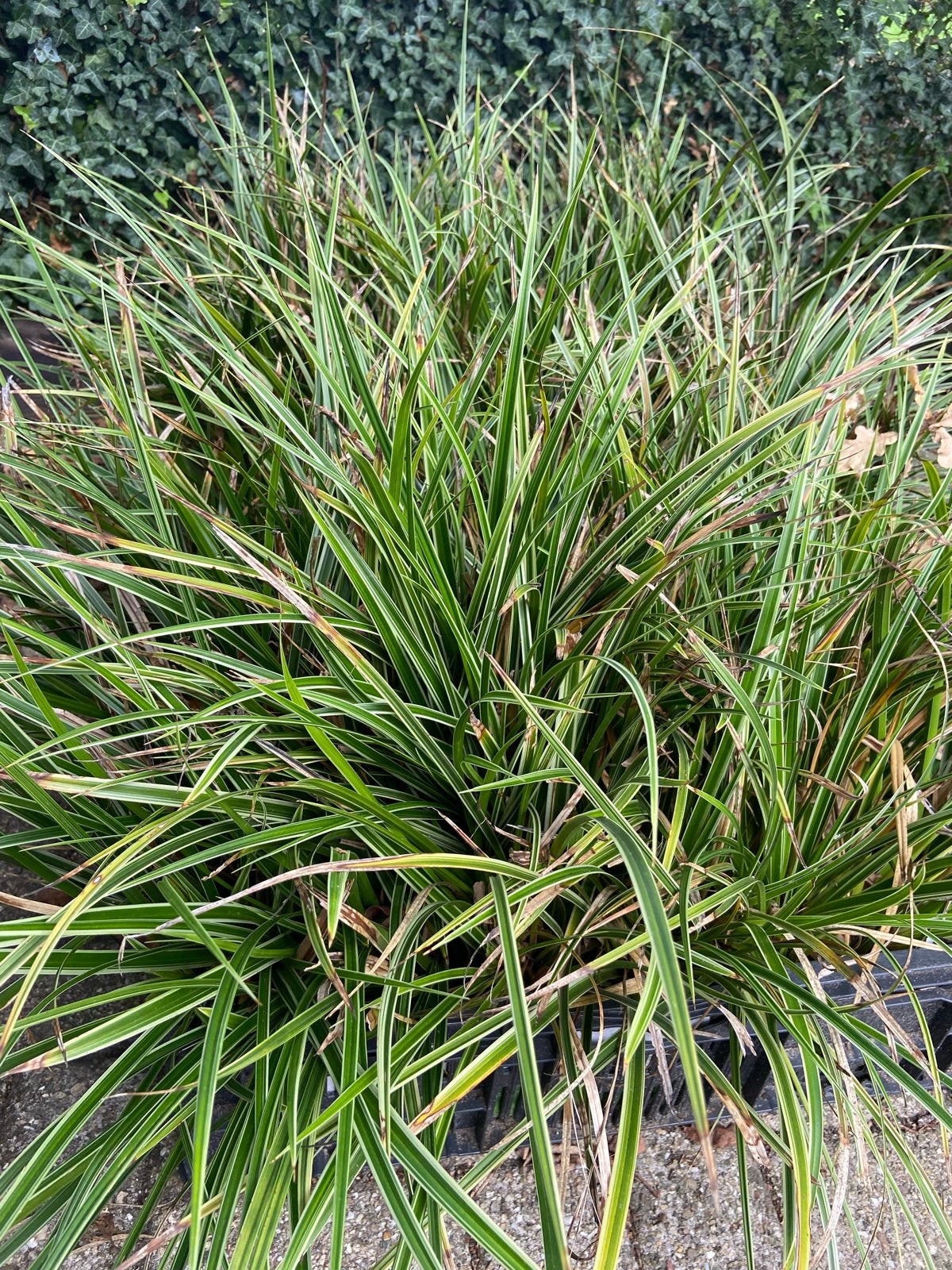 Carex / Japanse Zegge, Ophalen, Vaste plant, Siergrassen, Bloeit niet