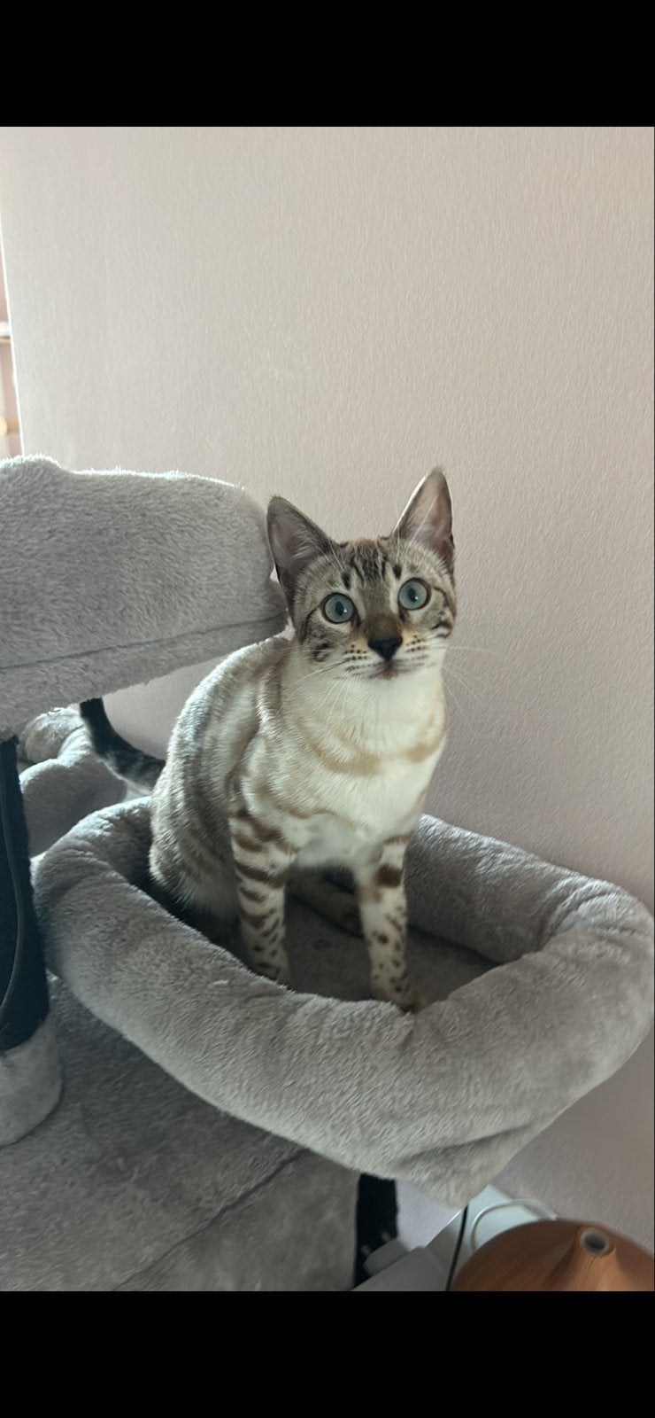 Lieve aanhankelijke bengaal poes, Dieren en Toebehoren, Poes, Gechipt