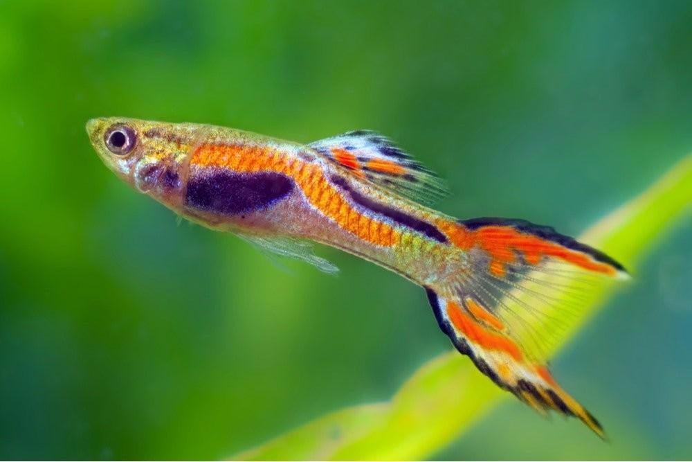 Endler guppen aangeboden, Dieren en Toebehoren, Vissen | Aquariumvissen, Vis, Zoetwatervis, Schoolvis
