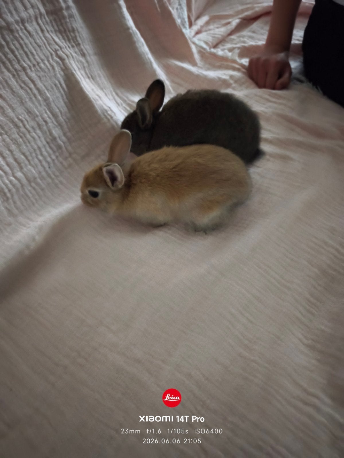 8 weken, Dieren en Toebehoren, Konijnen, Dwerg