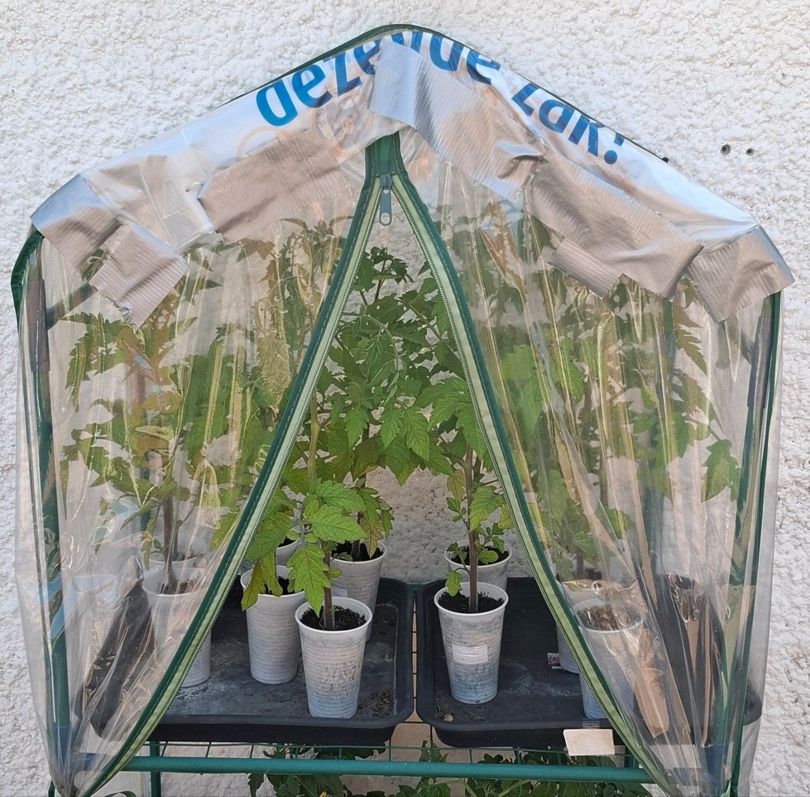 Planten, Ophalen, Eenjarig, Groenteplanten, Volle zon