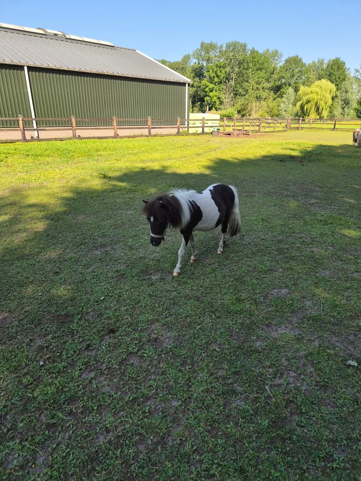 Mini shetlandpony, Dieren en Toebehoren, Hengst