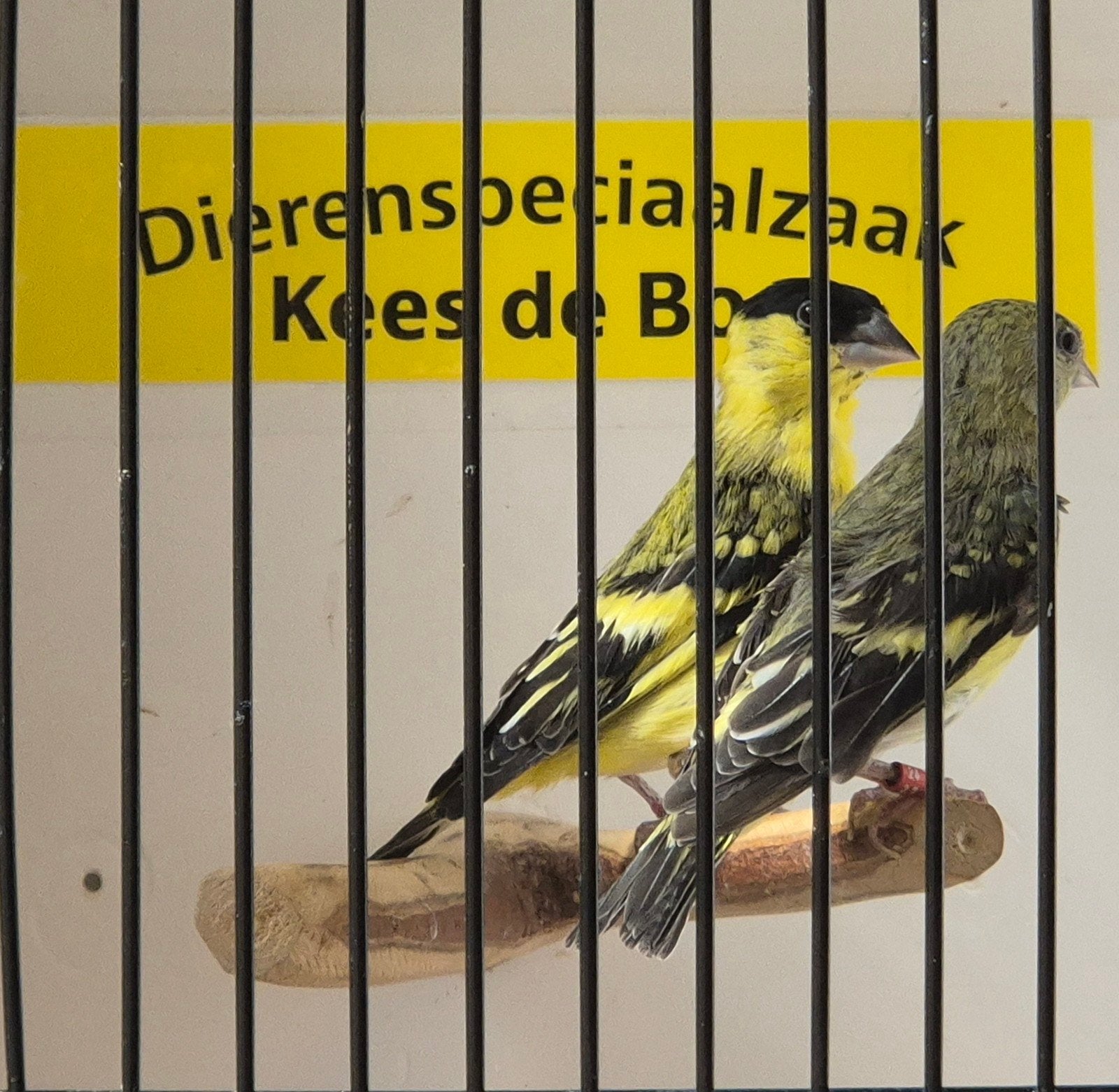 koppel yarrelsijzen, Dieren en Toebehoren, Vogels | Overige Vogels, Meerdere dieren, Geringd