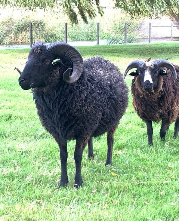 4 stamboek Skudde rammen 2025/2026, Dieren en Toebehoren, Mannelijk, Schaap, 0 tot 2 jaar