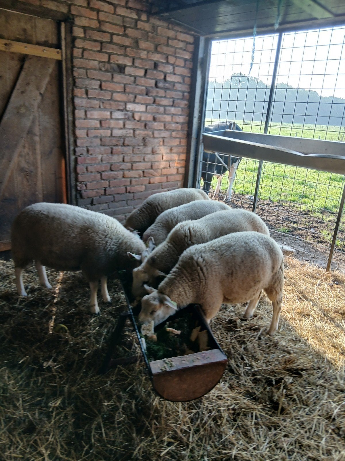 5 weidelammeren, Meerdere dieren, Schaap