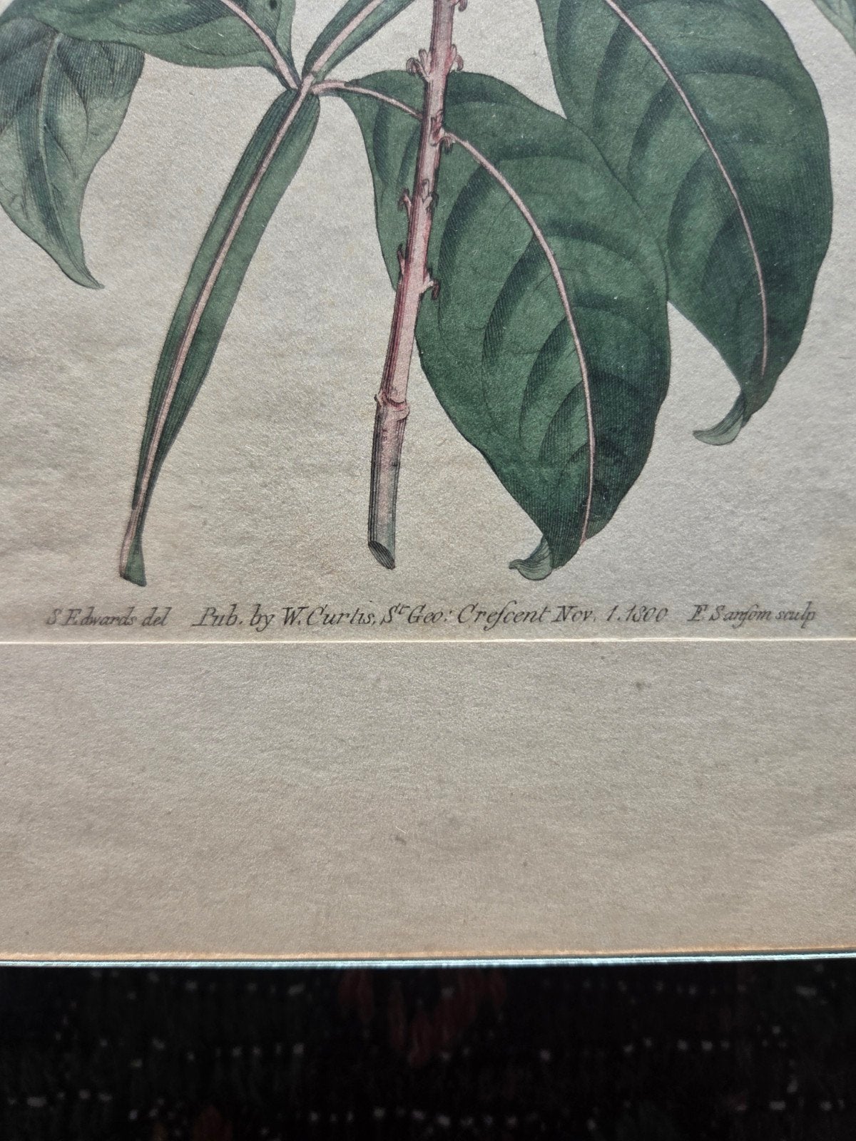 Antieke botanische prenten van W. Curtis, 1799-1800, Ophalen of Verzenden, Prent, Gesigneerd