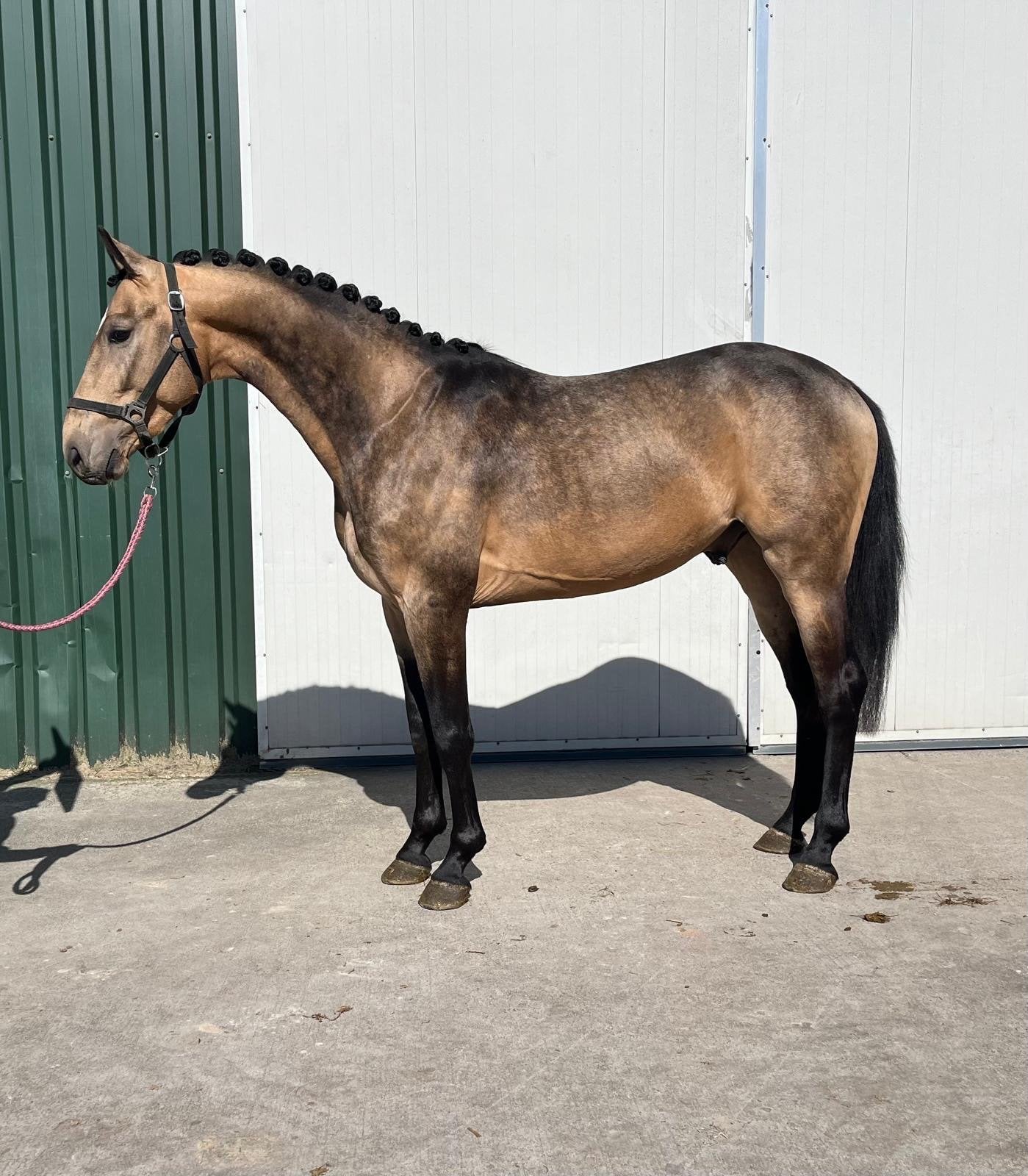 Knappe 3 jarige valk ruin, onbeleerd, Dieren en Toebehoren, Paarden, Ruin, Dressuurpaard, 3 tot 6 jaar