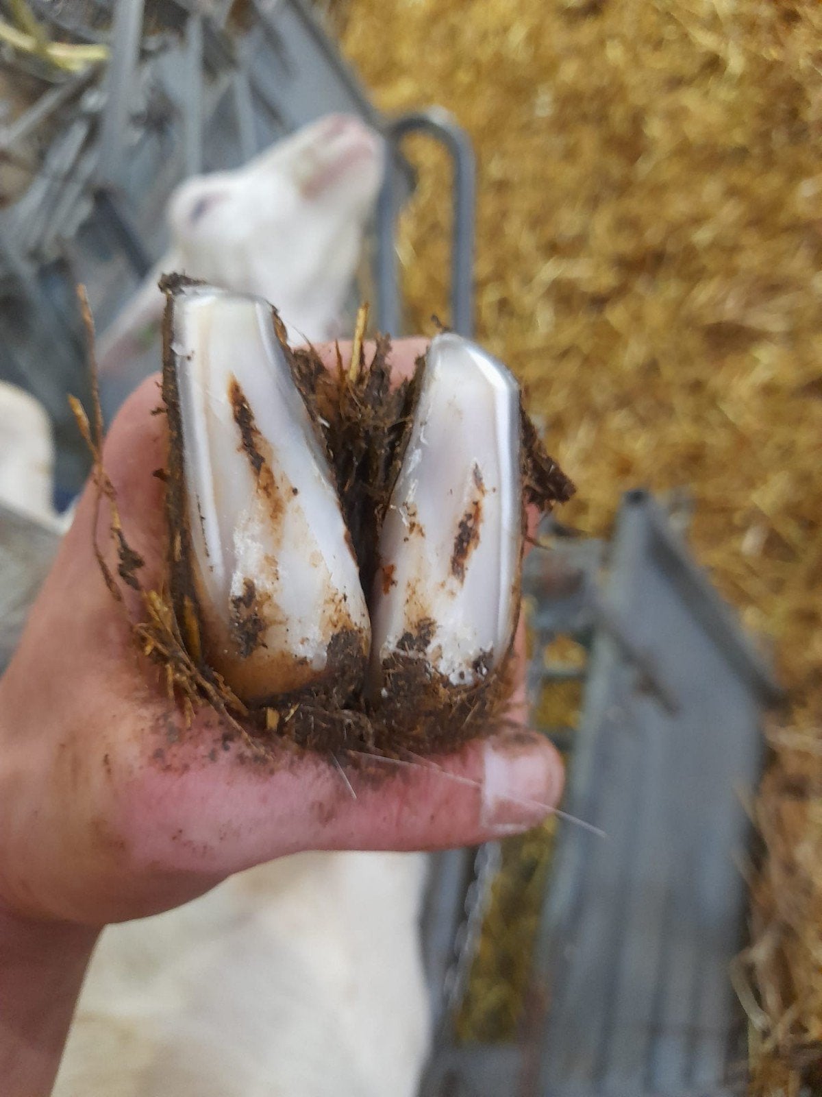 schapen & geiten bekappen