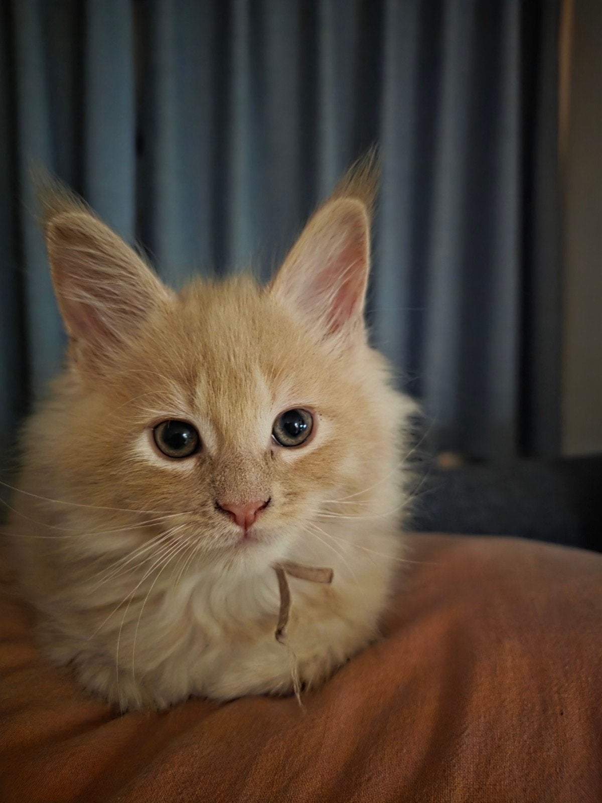 Lieve Maine Coon kitten kater, mag direct verhuizen🐾🏡, Dieren en Toebehoren, Meerdere dieren, Gechipt