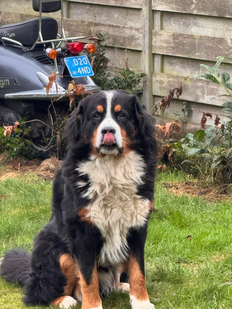 Berner sennehond, Dieren en Toebehoren, Honden | Herdershonden en Veedrijvers, Rabiës (hondsdolheid), Eén hond, 3 tot 5 jaar, Nederland