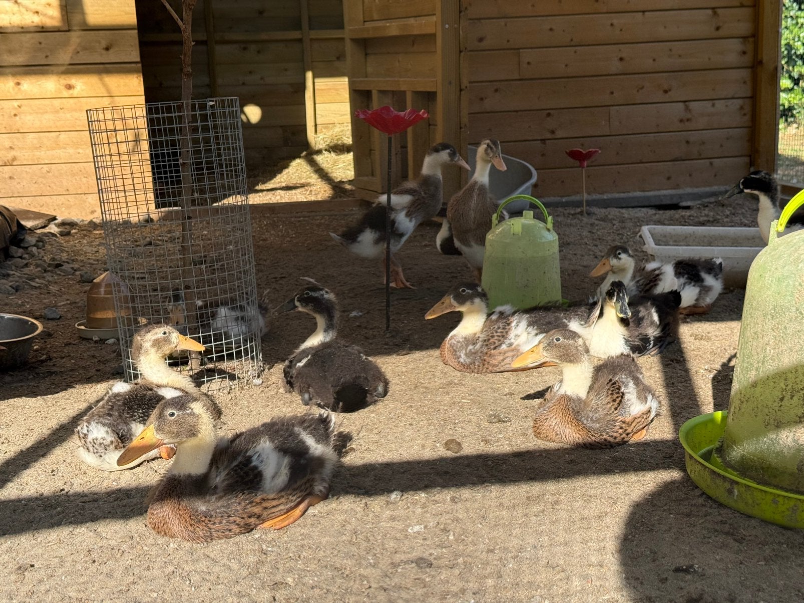Indische Loopeend kuikentjes bijna 5weken oud, Meerdere dieren, Eend