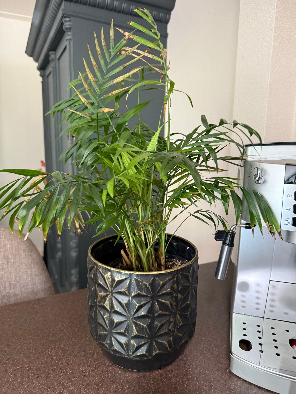 Mexicaanse dwergpalm - 45 cm, Ophalen, Palm, Halfschaduw, Minder dan 100 cm