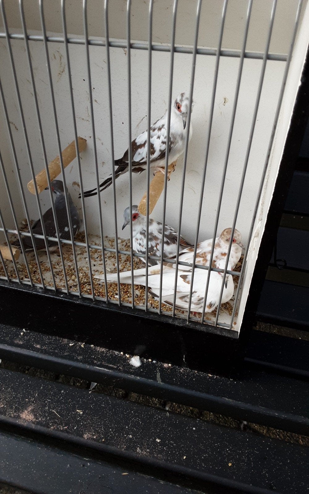 Bonte diamant duifjes  3 stuks, Dieren en Toebehoren, Meerdere dieren