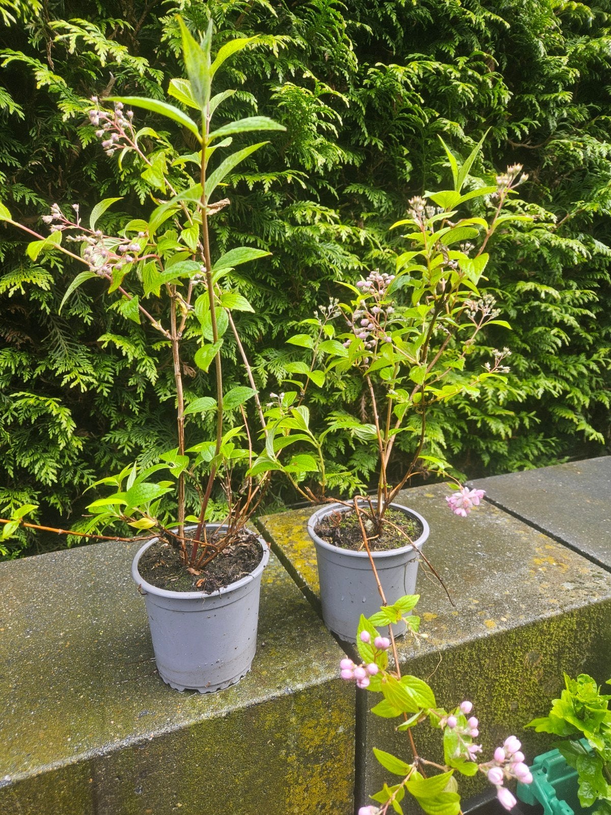 Deutzia magnificea ( sier heester ), Ophalen of Verzenden, Overige soorten, Struik, 250 cm of meer