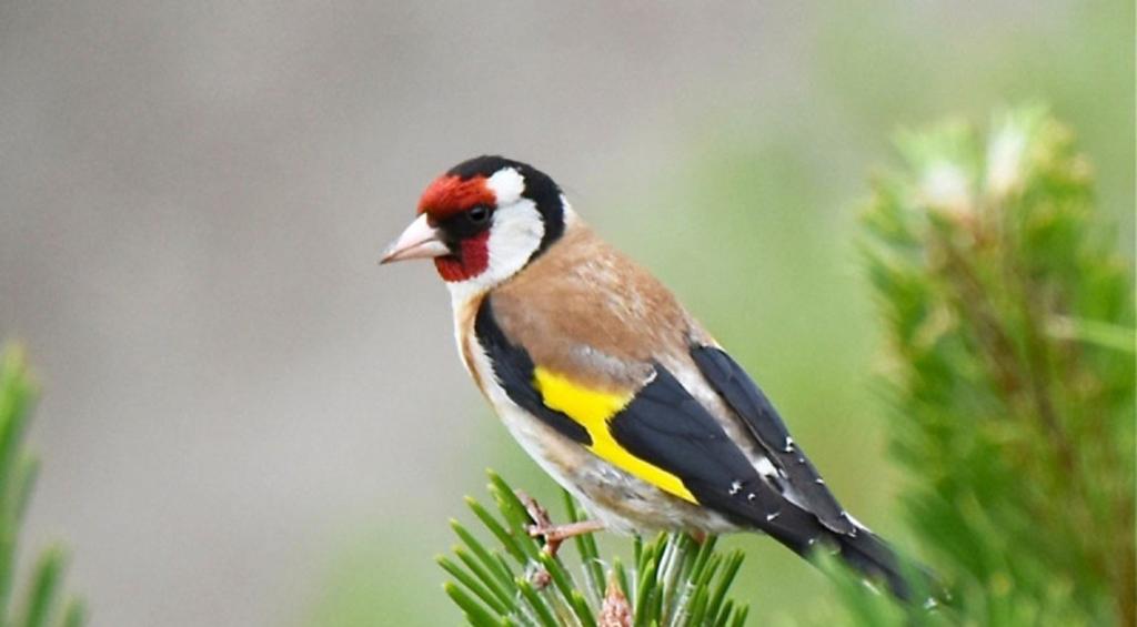 Bloem putters, Dieren en Toebehoren, Vogels | Overige Vogels, Meerdere dieren, Wildzangvogel