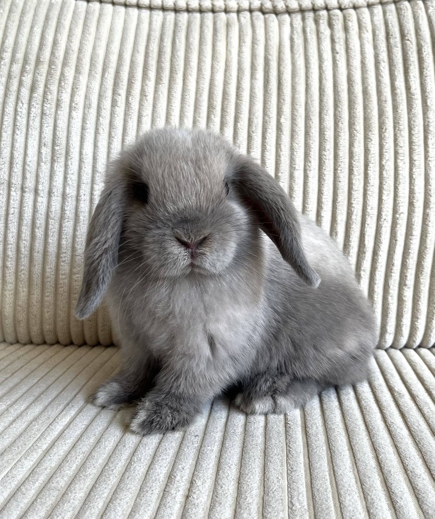 Lieve jonge minilop voedster zoekt een passend thuis, Vrouwelijk, Dwerg, Hangoor, 0 tot 2 jaar