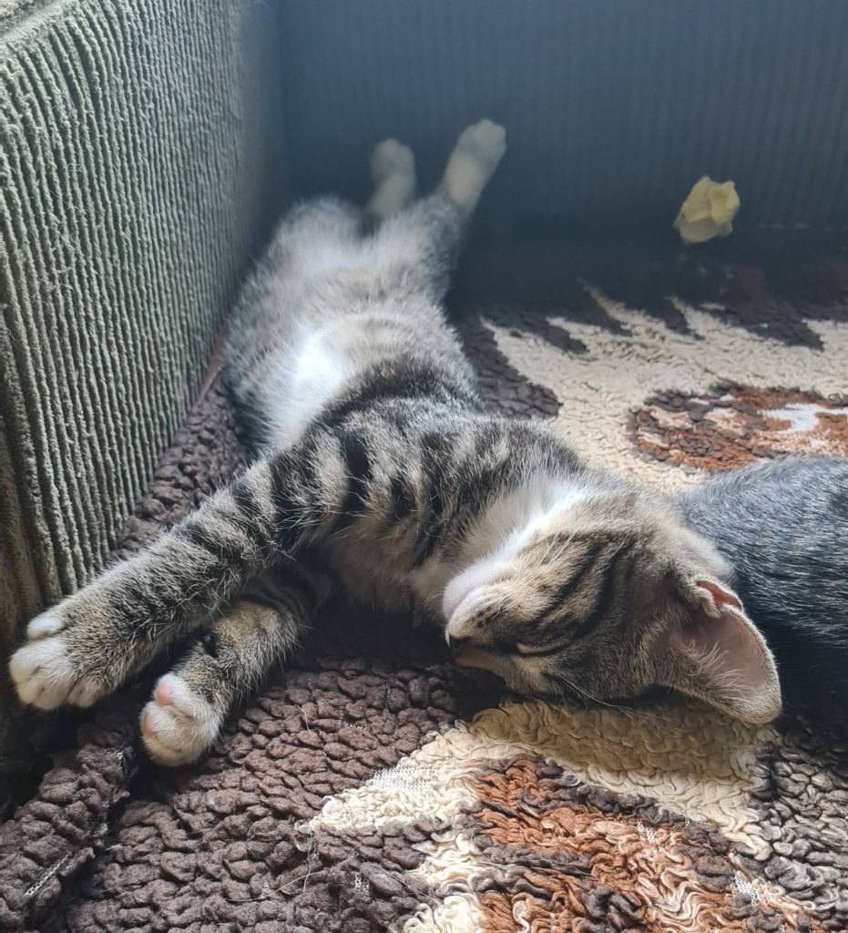 kittens, Meerdere dieren, Kortharig, 0 tot 2 jaar