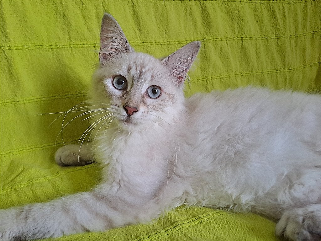 Siberische kittens Neva Masquerade  ingeent gechipt, Meerdere dieren, Langharig