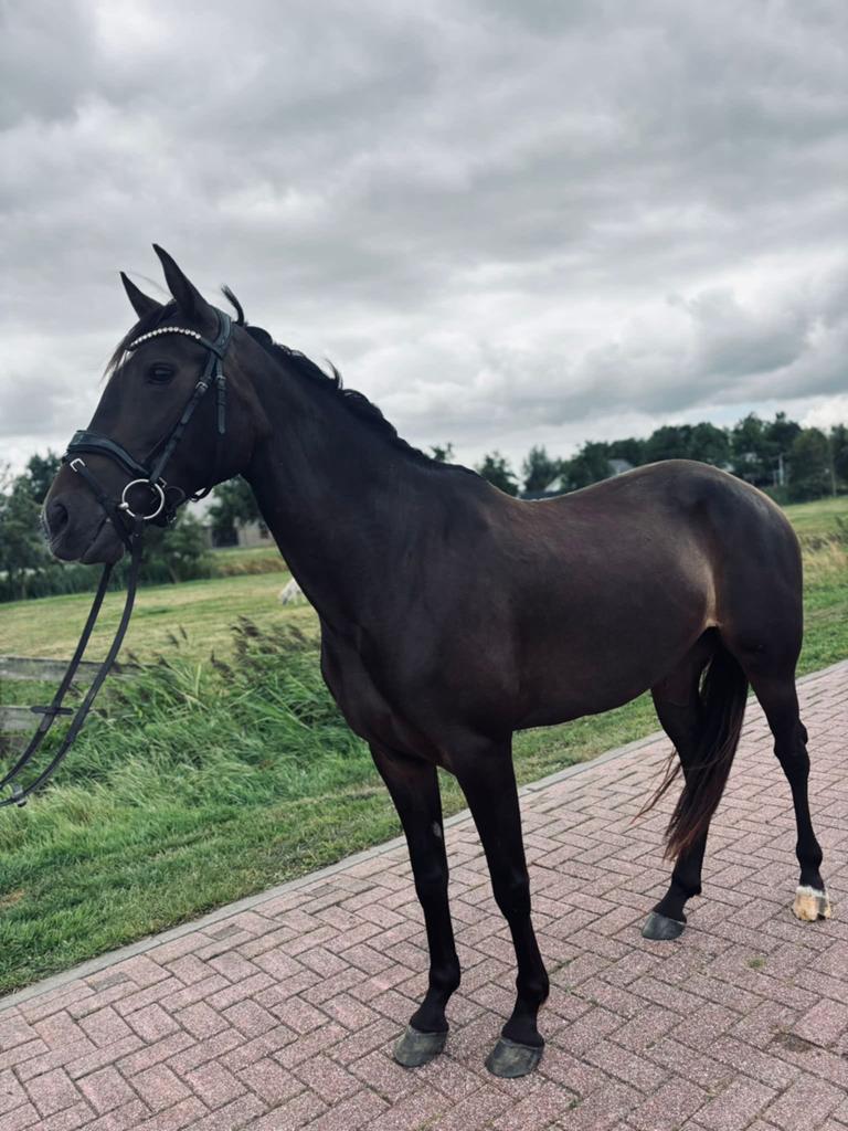 5 jarige drachtige E pony, Dieren en Toebehoren, Paarden, Merrie, Minder dan 160 cm, B, Dressuurpaard